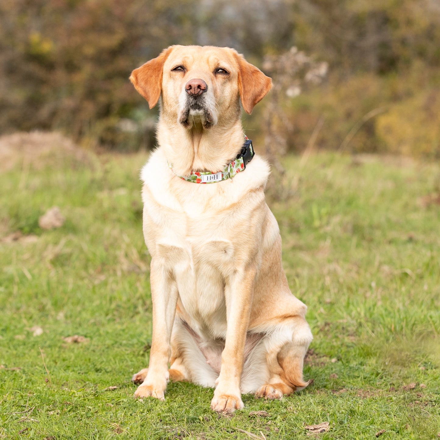 Summer Strawberries Dog Collar