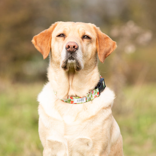 Summer Strawberries Dog Collar