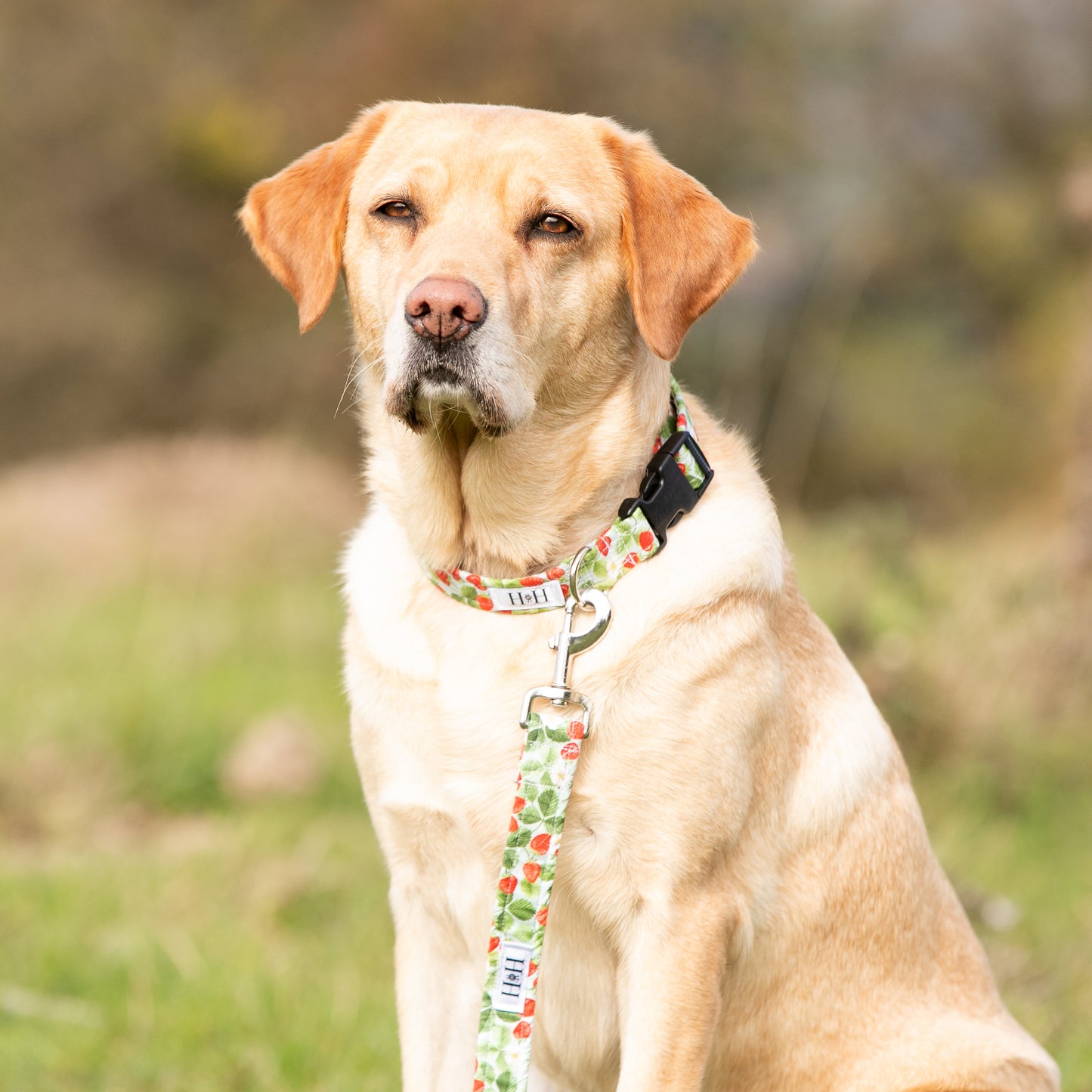 Summer Strawberries Dog Lead / Leash