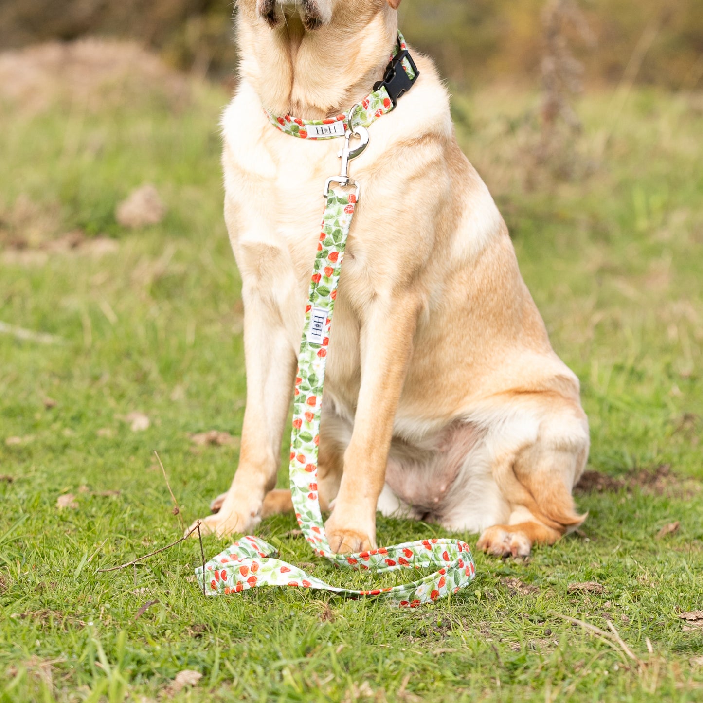Summer Strawberries Dog Lead / Leash