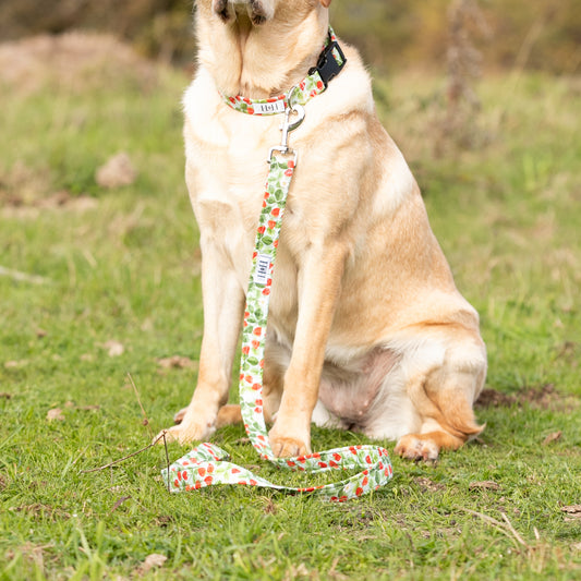 Summer Strawberries Dog Lead / Leash