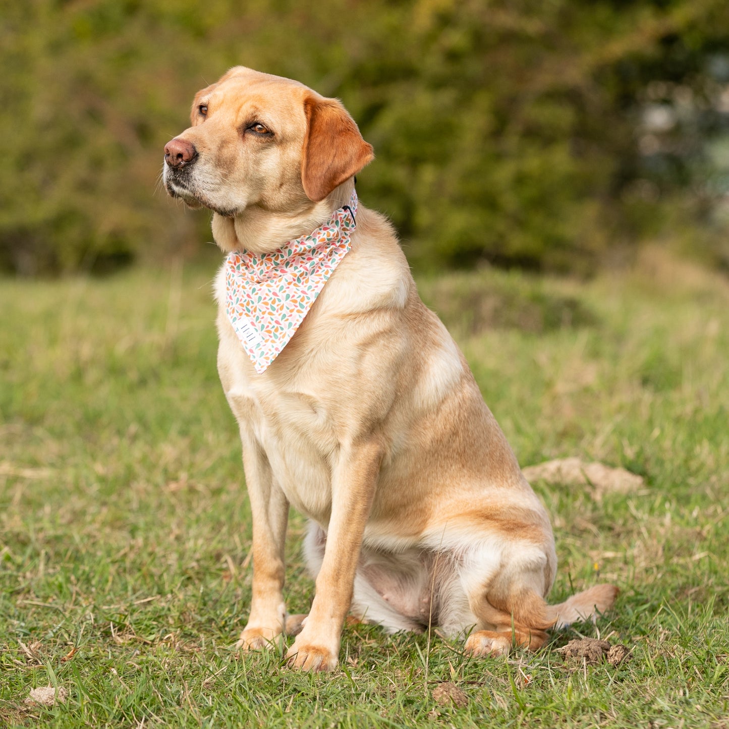 Summer Splash Pet Bandana