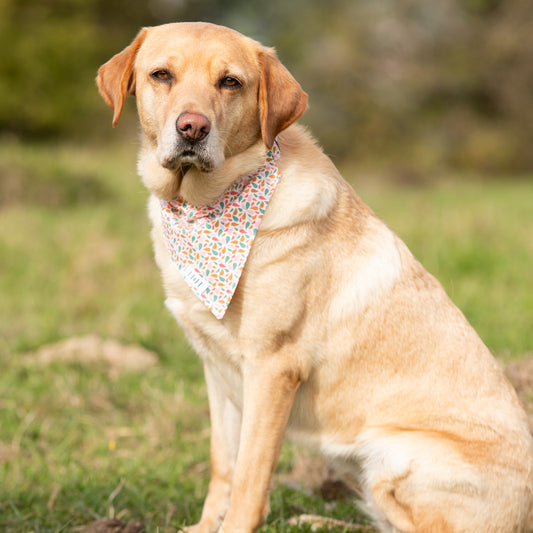 Summer Splash Pet Bandana
