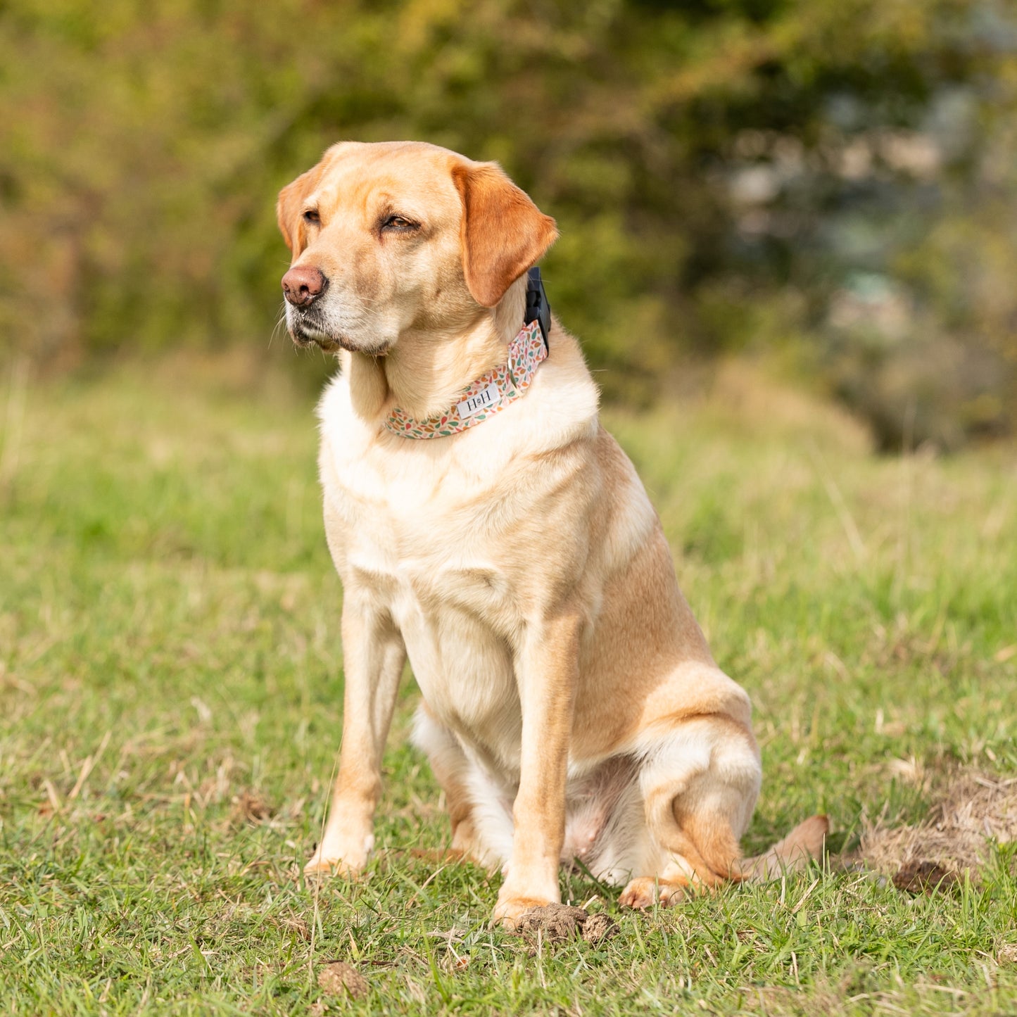Summer Splash Dog Collar