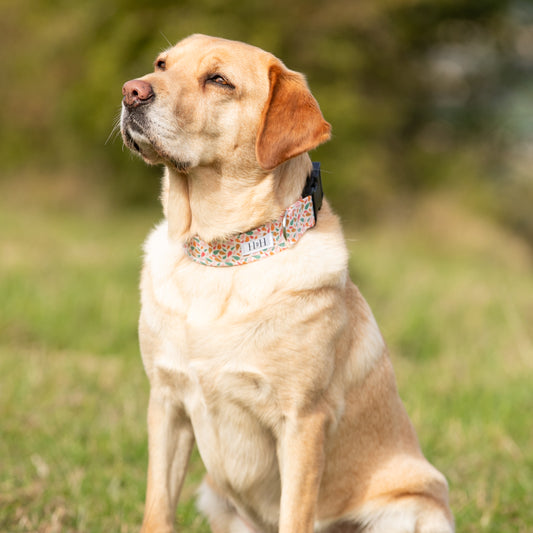 Summer Splash Dog Collar