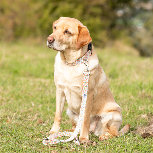 Summer Splash Dog Lead / Leash