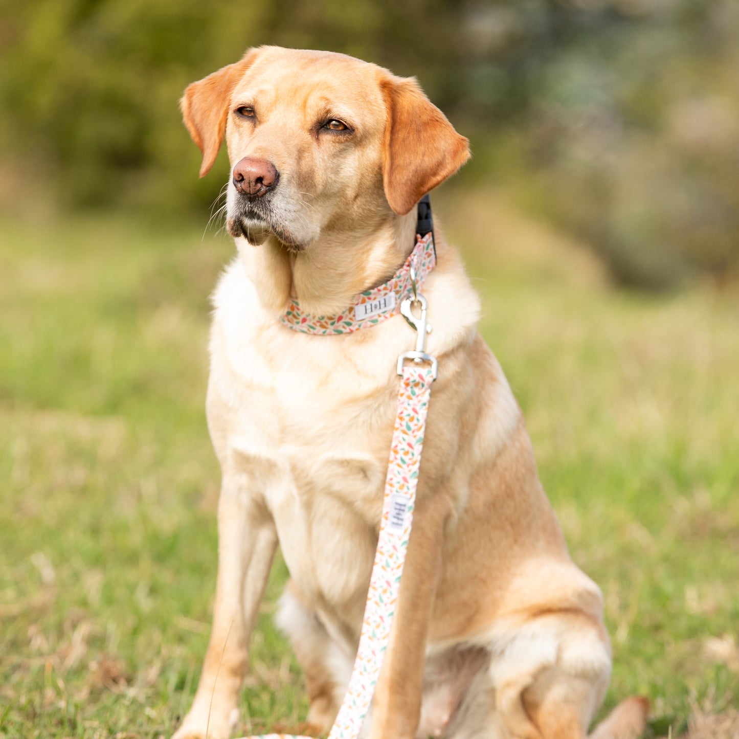 Summer Splash Dog Collar