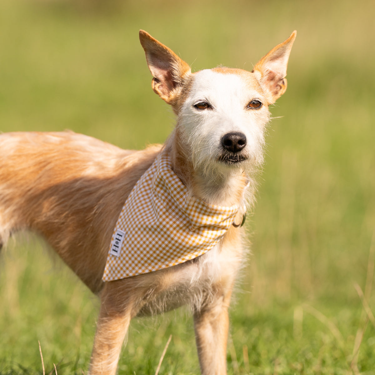 Yellow Gingham Pet Bandana