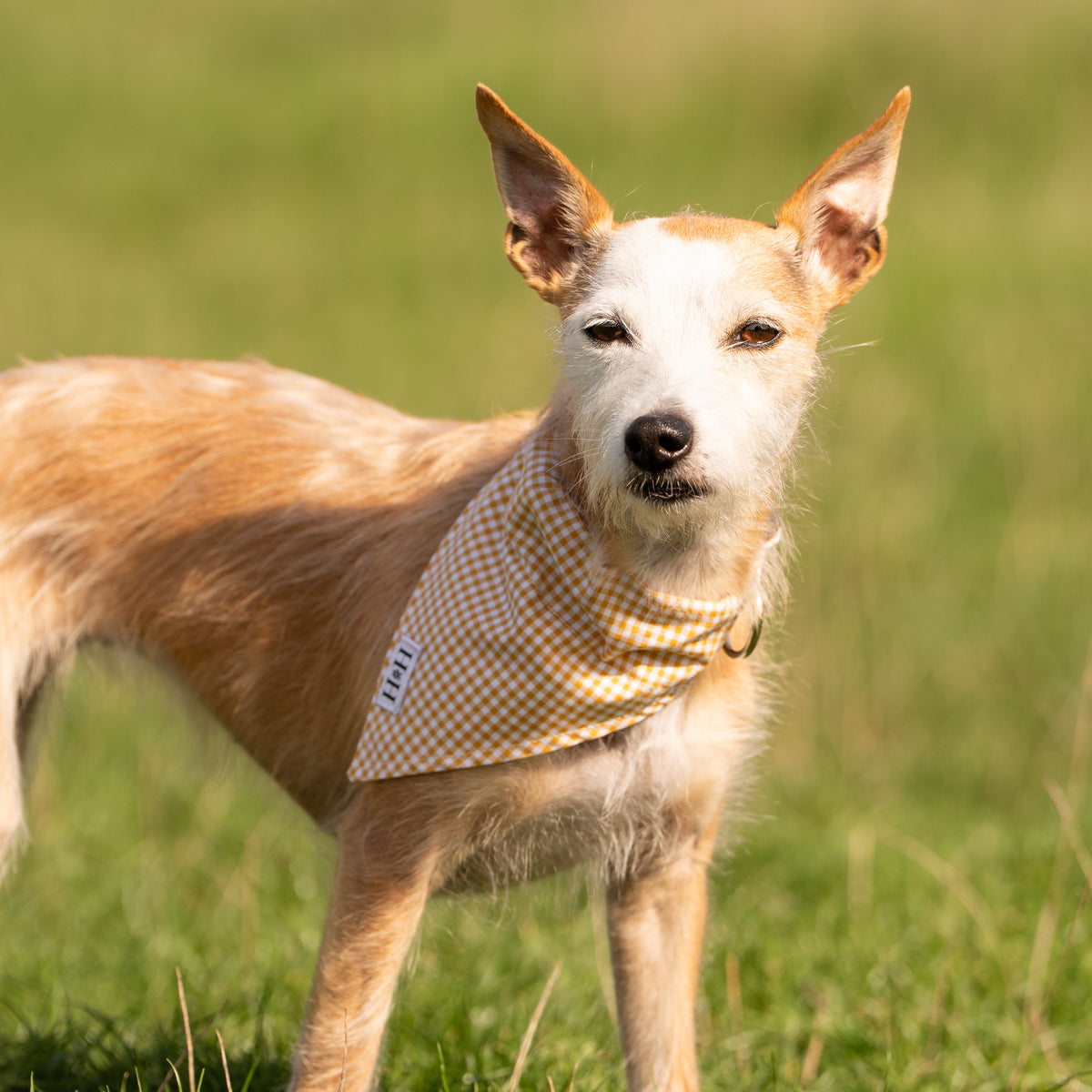 Yellow Gingham Pet Bandana